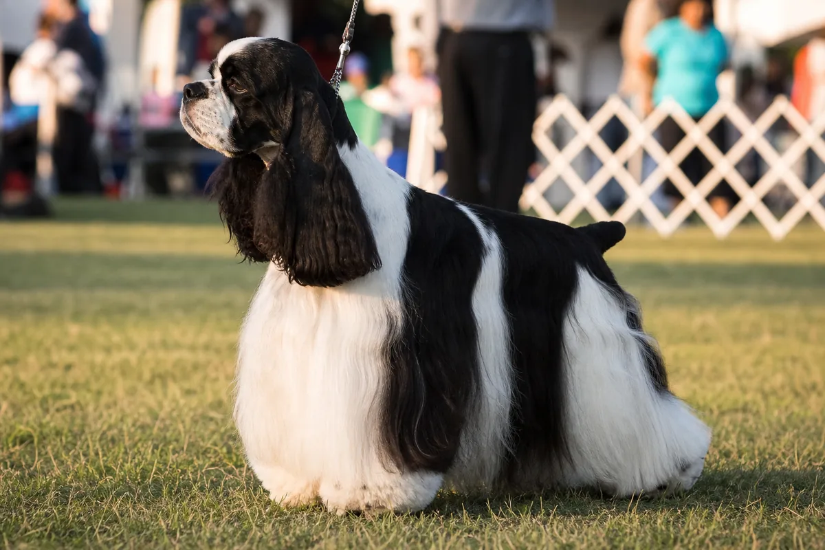 Black-and-white particolor American Cocker Spaniel in a show pose near an outdoor ring