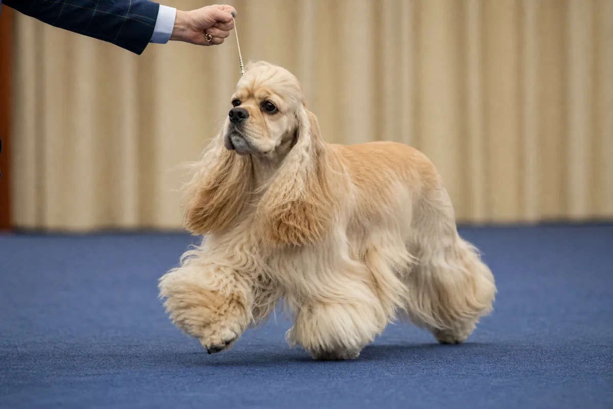 Cream American Cocker Spaniel being led by a handler in a show ring